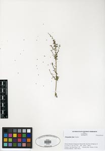 Herbarium Sheet of SDSU 19740